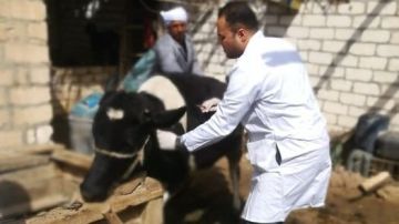1.5 مليون رأس.. البيطريين تشيد بتحصين الماشية ضد الحمى القلاعية
