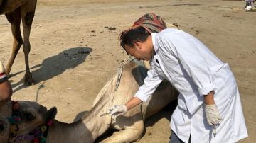 محافظة الجيزة تطلق قوافل بيطرية مجانية لرعاية الخيول والجمال بالمنطقة الأثرية بالأهرامات محافظة الجيزة تطلق قوافل بيطرية مجانية لرعاية الخيول والجمال بالمنطقة الأثرية بالأهرامات