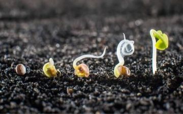 التكلفة تهبط بأرباح الدولية للمحاصيل الزراعية 19.5 خلال الربع الأول