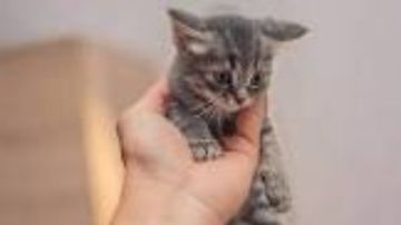 سبب لدخول النار.. الإفتاء تحذر من 3 أفعال شائعة مع الكلاب والقطط