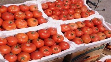 الطماطم تبدأ رحلة التراجع.. أسعار الخضروات اليوم في سوق العبور الطماطم تبدأ رحلة التراجع.. أسعار الخضروات اليوم في سوق العبور