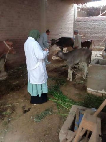 تحصين 10 آلاف و245 رأس ماشية ضد الحمى القلاعية والوادي المتصدع بسوهاج تحصين 10 آلاف و245 رأس ماشية ضد الحمى القلاعية والوادي المتصدع بسوهاج