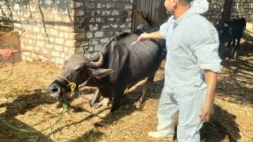 تحصين 62.74٪ من إجمالي الثروة الحيوانية ضد مرض الحمى القلاعية بالإسماعيلية تحصين 62.74٪ من إجمالي الثروة الحيوانية ضد مرض الحمى القلاعية بالإسماعيلية