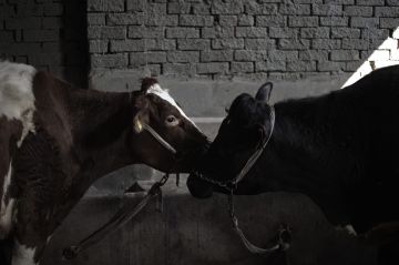 مصر: رصد حالات مصابة بالحمى القلاعية بين الماشية.. و الزراعة تعلق