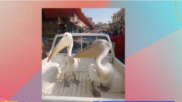 حملة موسعة من البيئة لحصر طيور البجع بطريق العين السخنة