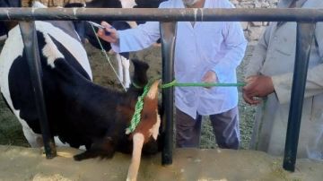 لحماية الثروة الحيوانية.. تحصين أكثر من 35 ألف رأس بالوادي الجديد