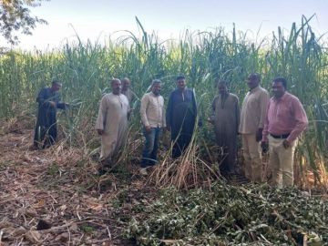 مديرية الزراعة بالأقصر تعلن الانتهاء من حصاد 333 فدانا لمحصول الذرة الشامية مديرية الزراعة بالأقصر تعلن الانتهاء من حصاد 333 فدانا لمحصول الذرة الشامية