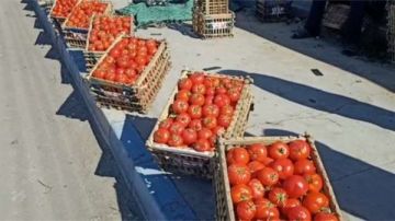 عاجل شعبة الخضروات تزف بشرى سارة للمواطنين بشأن أسعار الطماطم بالأسواق