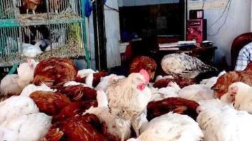 أسعار الدواجن في أسواق أسوان اليوم الأربعاء 26-11-2025