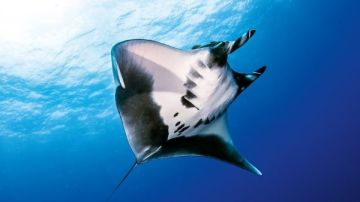 سمكة المانتا راي.. زائرة مهيبة في أعماق البحر الأحمر ما القصة؟ سمكة المانتا راي.. زائرة مهيبة في أعماق البحر الأحمر ما القصة؟