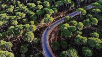 غابات الصنوبر التاريخية في لبنان تواجه أخطر موجة جفاف