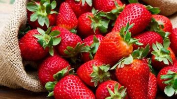 مصر الأولى عالميا في تصدير الفراولة.. ما هى أهم شروط تصديرها لعام 2026