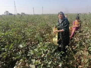  الإحصاء : 30.2 زيادة في صافي قيمة الدخل الزراعي