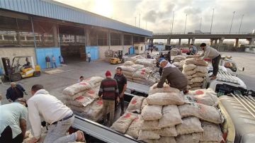 الزراعة تعلن بدء تسليم تقاوي البطاطس للمزارعين