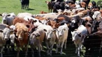 الزراعة تنفي تصفية سلالات الجيرسي وتؤكد دعم الإنتاج الحيواني