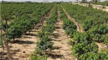 خطر يهدد الحياة.. كيف تواجه النباتات تغير المناخ؟