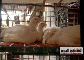 سعر الفراخ البيضاء بالمحال والمزرعة بعد الانخفاض.. أسعار الدواجن اليوم الاثنين 10-11-2025 الآن سعر الفراخ البيضاء بالمحال والمزرعة بعد الانخفاض.. أسعار الدواجن اليوم الاثنين 10-11-2025 الآن