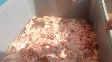 ضبط 75 طن لحوم غير صالحة للاستهلاك الآدمي بالقليوبية ضبط 75 طن لحوم غير صالحة للاستهلاك الآدمي بالقليوبية