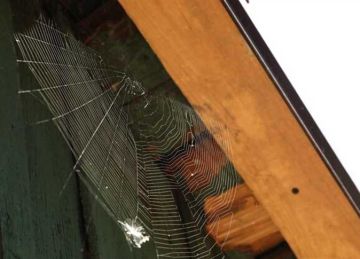 باستخدام البويه .. 3 حيل تخلصك من خيوط العنكبوت المزعجة باستخدام البويه .. 3 حيل تخلصك من خيوط العنكبوت المزعجة