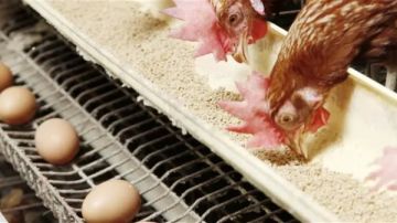 شعبة المواد الغذائية تحذر من كارثة في الأسعار قبل شهر رمضان