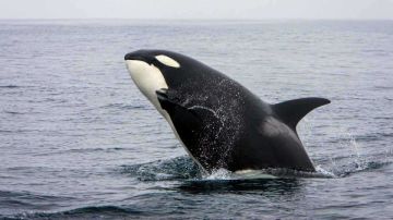 مطاردة مدهشة في البحر.. فقمة تقفز إلى قارب هربا من حيتان الأوركا ايه الحكاية؟ مطاردة مدهشة في البحر.. فقمة تقفز إلى قارب هربا من حيتان الأوركا ايه الحكاية؟