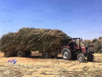 بعد تحرك البرلمان.. ضوابط التخلص من المخلفات الزراعية وعقوبات رادعة للمخالفين