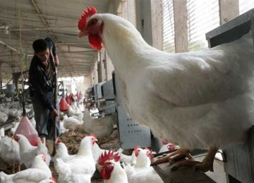 سعر الفراخ البيضاء بالمحال والمزرعة بعد آخر انخفاض.. أسعار الدواجن اليوم الثلاثاء 4-11-2025 سعر الفراخ البيضاء بالمحال والمزرعة بعد آخر انخفاض.. أسعار الدواجن اليوم الثلاثاء 4-11-2025