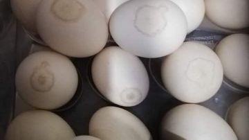 البانيه رخص.. مفاجأة في أسعار الدواجن اليوم الخميس