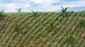 حظر زراعة المحاصيل الشرهة للمياه في غير المساحات الصادر بتحديدها قرار وزاري حظر زراعة المحاصيل الشرهة للمياه في غير المساحات الصادر بتحديدها قرار وزاري