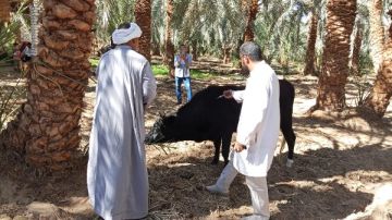 تحصين 200 ألف رأس ماشية خلال الحملة القومية الثالثة للحفاظ على الثروة الحيوانية بالجيزة