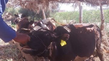  الزراعة تكشف حقيقة فيديو حالات نفوق الماشية المتداول.. وهذه عقوبة نشر الأخبار الكاذبة