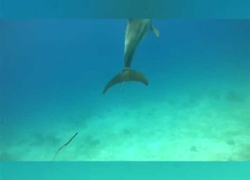 الشباك التفت حول ذيله منذ 6 سنوات.. محميات البحر الأحمر تبحث إنقاذ الدولفين سميح 