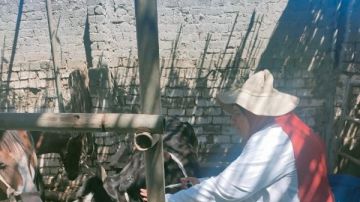 الدقهلية: تحصين 16 ألف رأس ماشية بالحملة القومية للتحصين ضد الحمى القلاعية