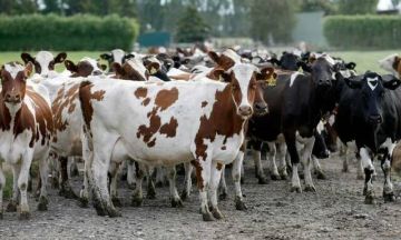 الزراعة: مشروع البتلو يرفع إنتاج اللحوم إلى 600 ألف طن والألبان إلى 7 ملايين طن