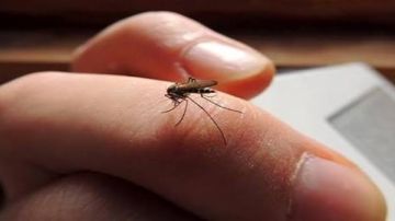 طرق آمنة للتخلص من الناموس داخل المنزل.. حلول فعالة