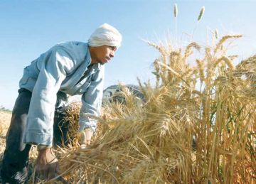 البحوث الزراعية : استنباط 5 أصناف جديدة من القمح عالية الإنتاجية