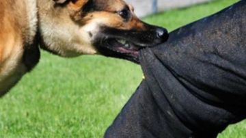 كلب مسعور يعقر 18 شخصا بمركز البداري في أسيوط كلب مسعور يعقر 18 شخصا بمركز البداري في أسيوط