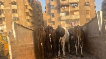 استمرار حملات مجابهة انتشار الأبقار المتجولة بشوارع زهور بورسعيد ومصادرة 5 عجول