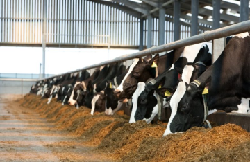 الحمى القلاعية تقلق المصريين.. ما حقيقة اللحوم المصابة في الأسواق؟ الحمى القلاعية تقلق المصريين.. ما حقيقة اللحوم المصابة في الأسواق؟