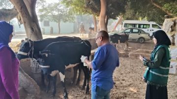 الزراعة تقدم خدمات العلاج والفحص لـ 3300 رأس ماشية بالمجان في المنيا