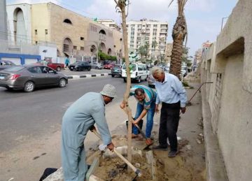 لزيادة المسطحات الخضراء.. بدء أعمال زراعة الأشجار بمراكز ومدن الشرقية