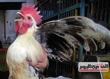 بعد تراجع سعر الفراخ البيضاء بالمحال والمزرعة.. أسعار الدواجن اليوم الأحد 9-11-2025 الآن