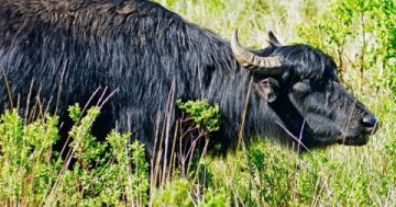 طفرة مرتقبة فى انتاج الألبان.. شروط الحصول على الجاموس الايطالى من الزراعة