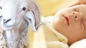 ما الكيفية الصحيحة لتوزيع عقيقة المولود؟.. دار الإفتاء ترد