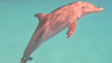 رحلة بحث منذ 6 سنوات.. كواليس إنقاذ الدولفين سميح بعد رصده عالقا في شباك الصيد بالغردقة