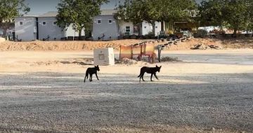 آلاف الكلاب القادمة من مصر تحاصر المستوطنين الإسرائيليين على الحدود