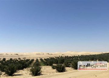 المجدول بـ150 جنيه .. أسعار البلح فى سيوة ومطروح الخميس