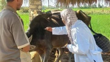 هل اللحوم آمنة بعد انتشار وباء الحمى القلاعية.. نقيب الفلاحين يجيب هل اللحوم آمنة بعد انتشار وباء الحمى القلاعية.. نقيب الفلاحين يجيب