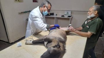 بيطري أسيوط يواصل حملاته للسيطرة الآمنة على الكلاب الضالة