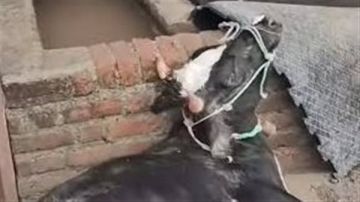 الزراعة تكشف حقيقة فيديو نفوق الماشية: مزيف ومنسوب لدولة أخرى الزراعة تكشف حقيقة فيديو نفوق الماشية: مزيف ومنسوب لدولة أخرى